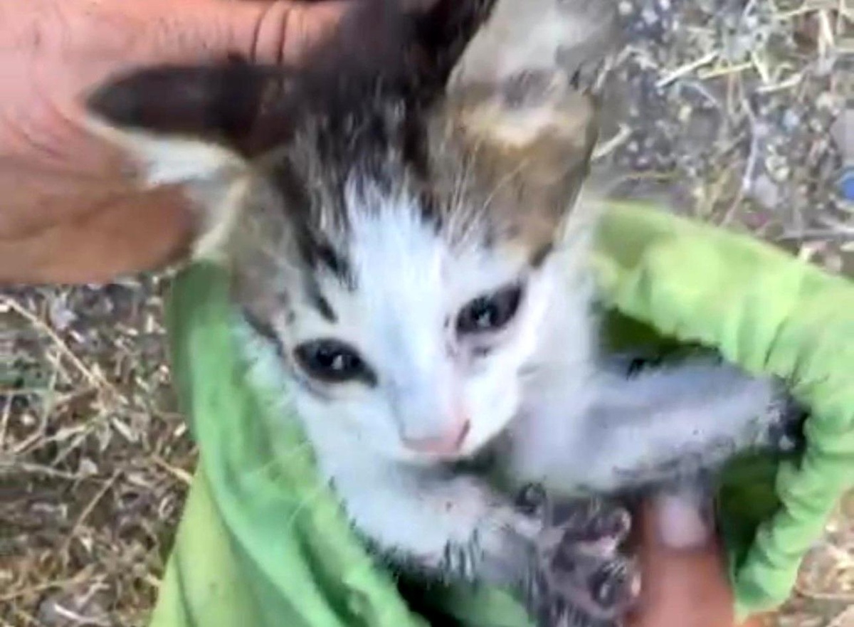 Malatya\'da su kuyusuna düşen yavru kedi kurtarıldı
