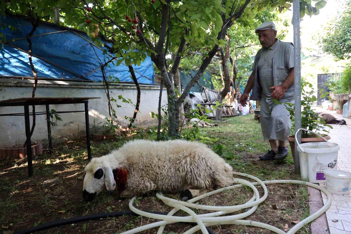 Elazığ\'da Sokak Köpekleri Koyun ve Tavukları Telef Etti