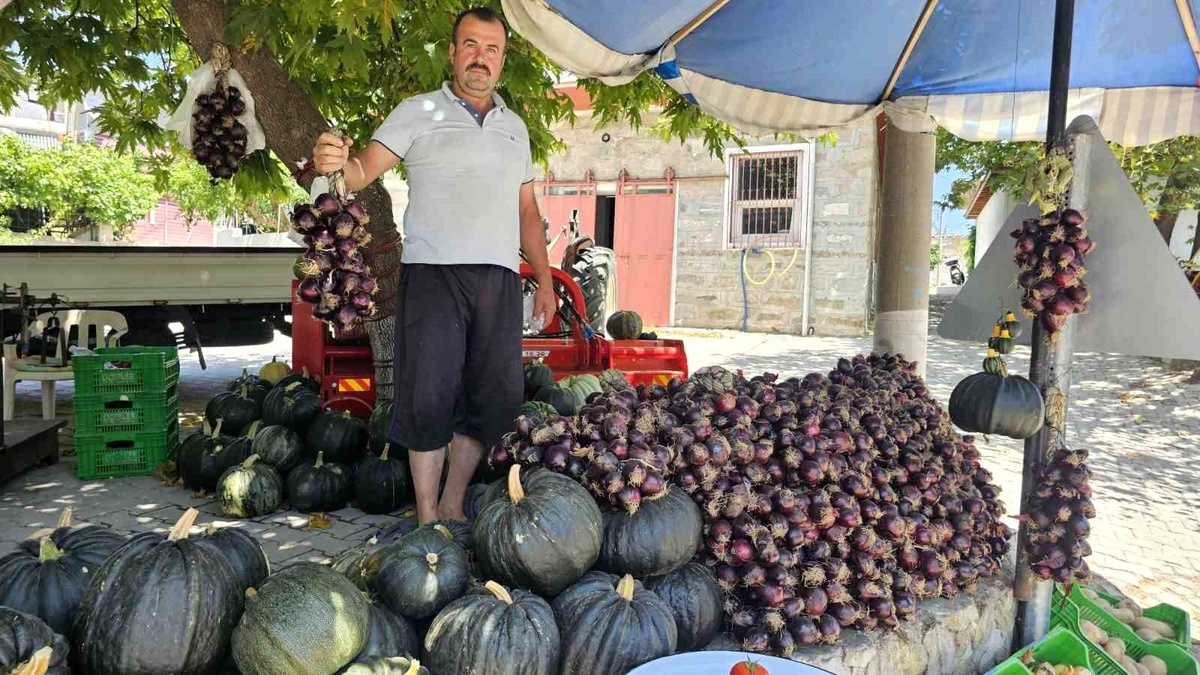 Erdek\'te Kapıdağ Mor Soğanı Hasadı Başladı