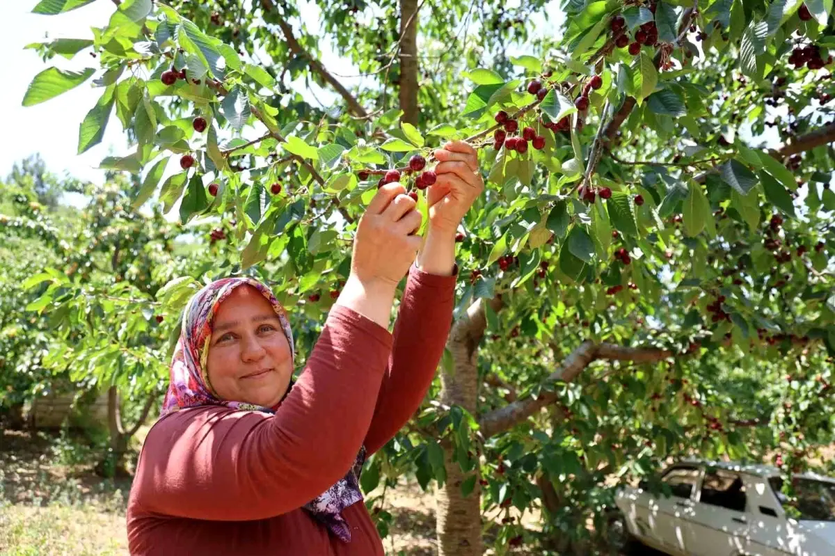 Saimbeyli Kirazı Rusya ve Avrupa\'ya İhraç Ediliyor