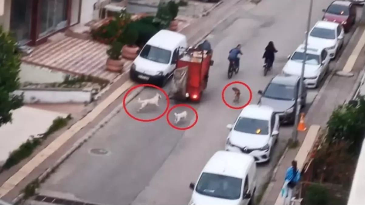 Samsun\'da başıboş köpek istilası! Yoldan geçenlere saldırıp sokak sakinlerini uyutmuyorlar