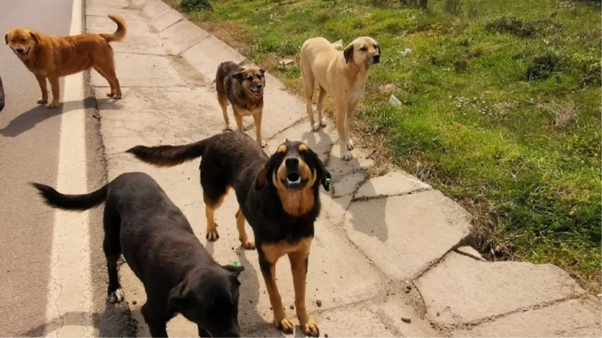 Adana'da 5 Yaşındaki Çocuğa Sokak Köpeklerinin Saldırısı