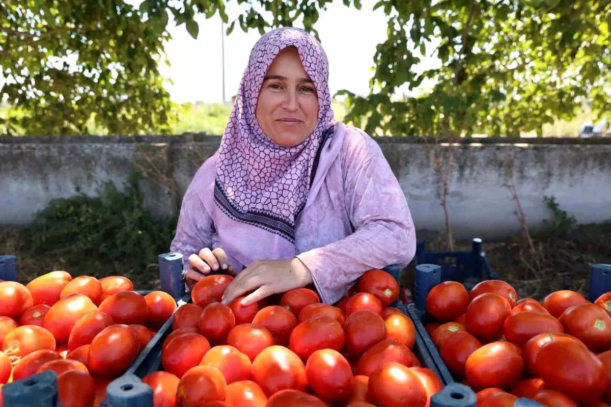 Aydın\'da Domates Hasadı Başladı