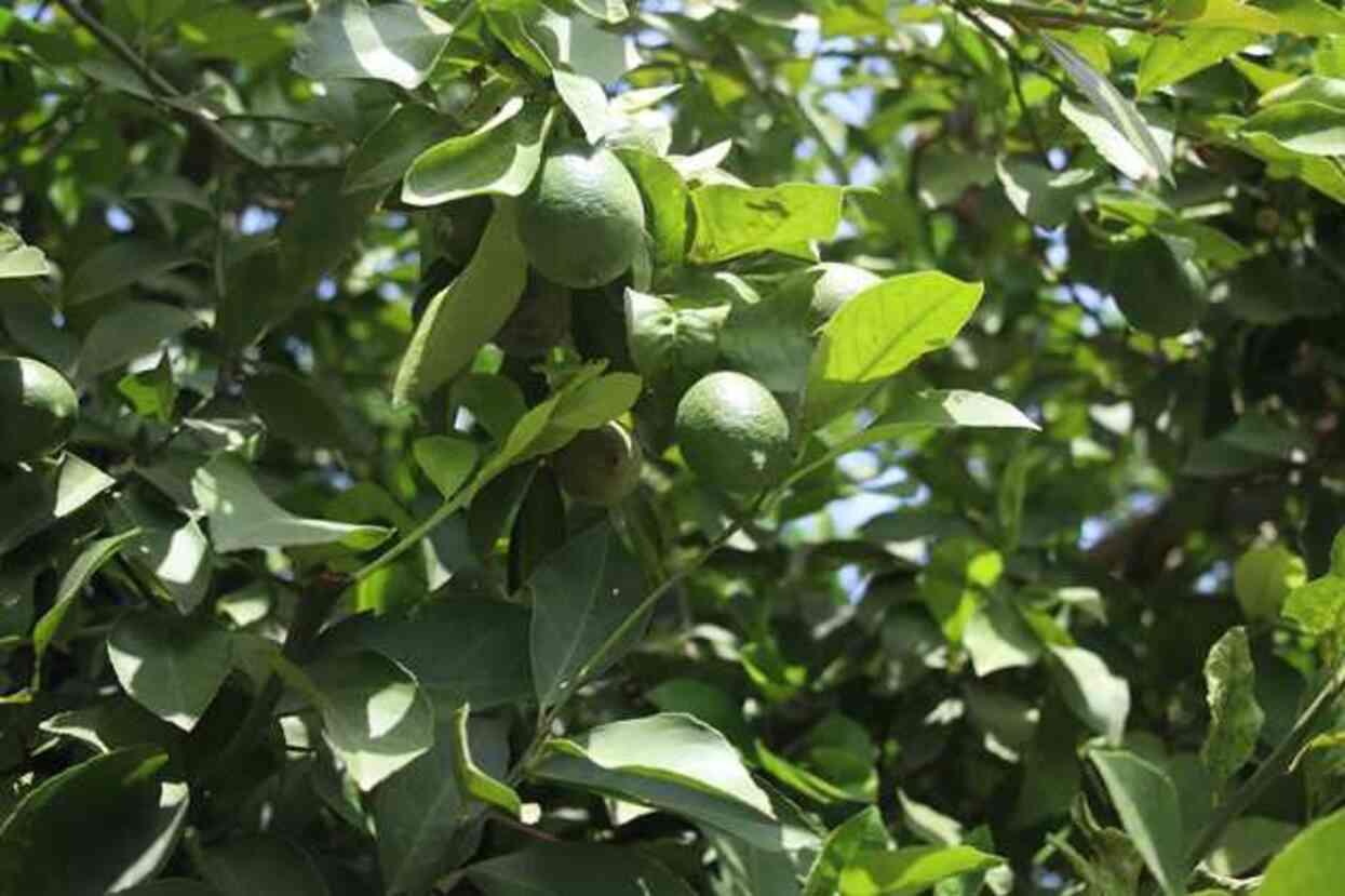 Fahiş limon fiyatlarına karşı müdahale edilecek