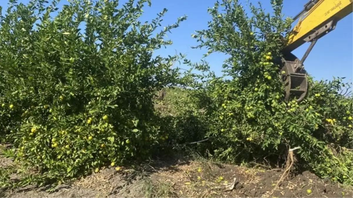 Limonun kilosu 100 TL\'ya dayandı! Bakanlık konuya el atıyor