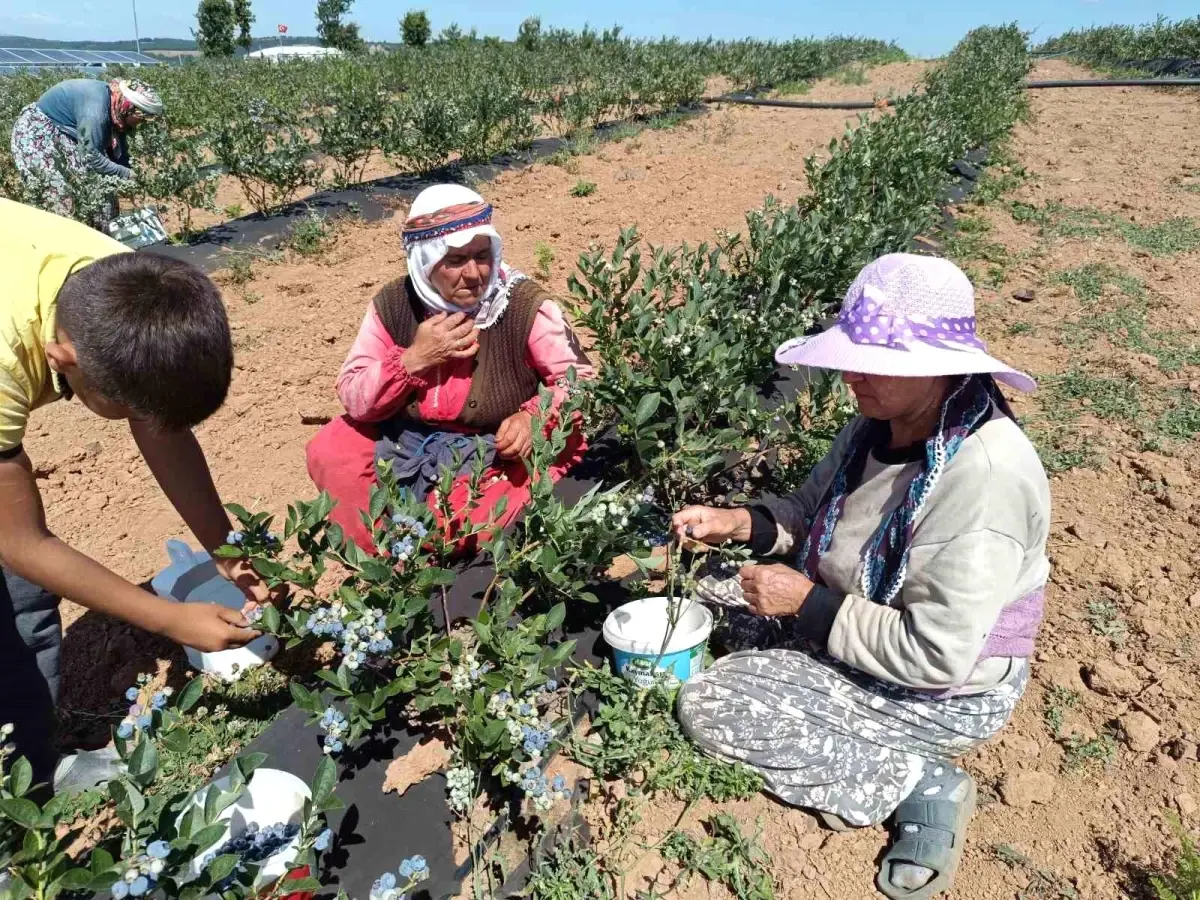 Bilecik\'te Maviyemiş Üretimi Köyün Geçim Kaynağı Haline Geldi