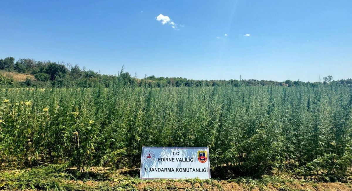 Edirne\'de 2 Milyon Kök Hint Keneviri Ele Geçirildi