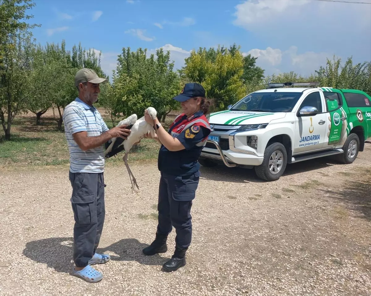 Elazığ\'da yaralı halde bulunan leylek tedavi edilecek