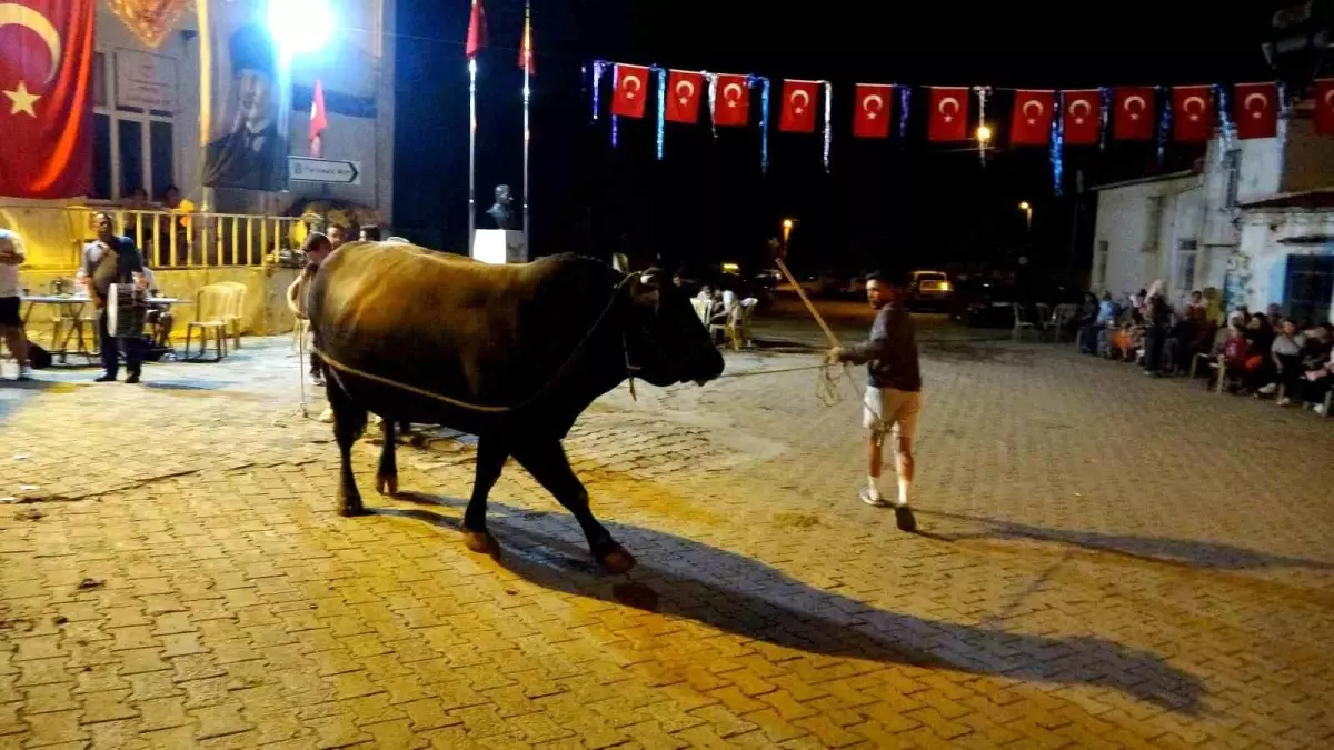 Muğla\'da Boğa Güreşi Festivali Düzenlendi