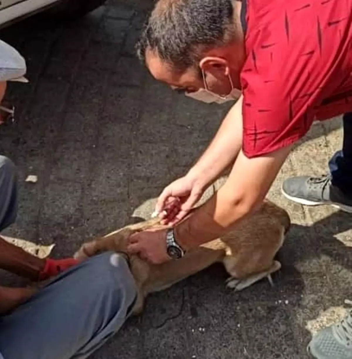 Nazilli\'de sahipli kedi ve köpeklerin kayıt işlemleri devam ediyor