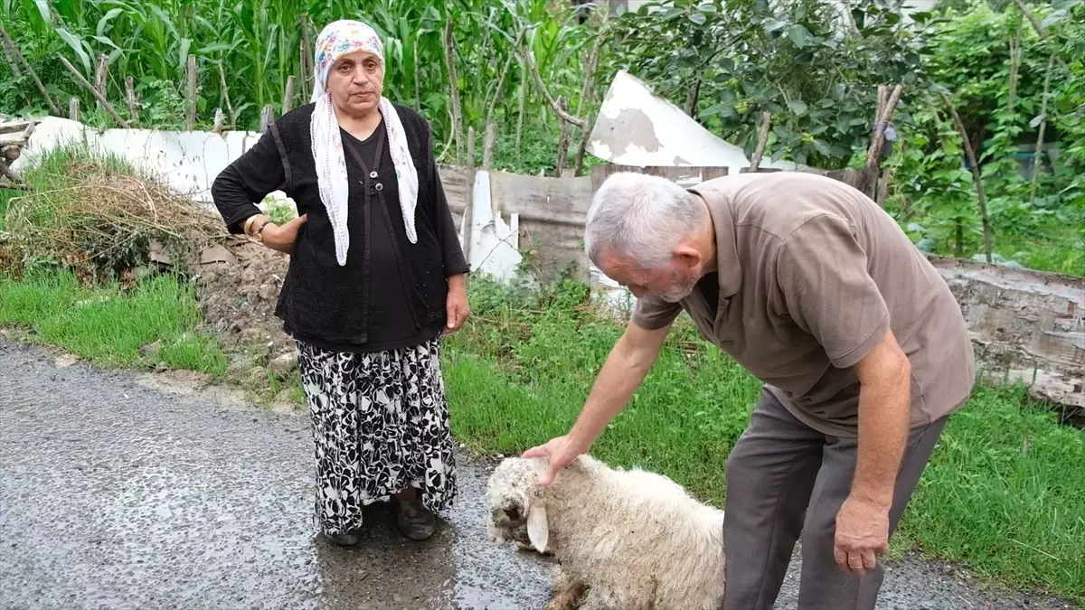 Ordu\'da sahipsiz köpeklerin saldırısı sonucu bir kuzu öldü, diğeri yaralandı