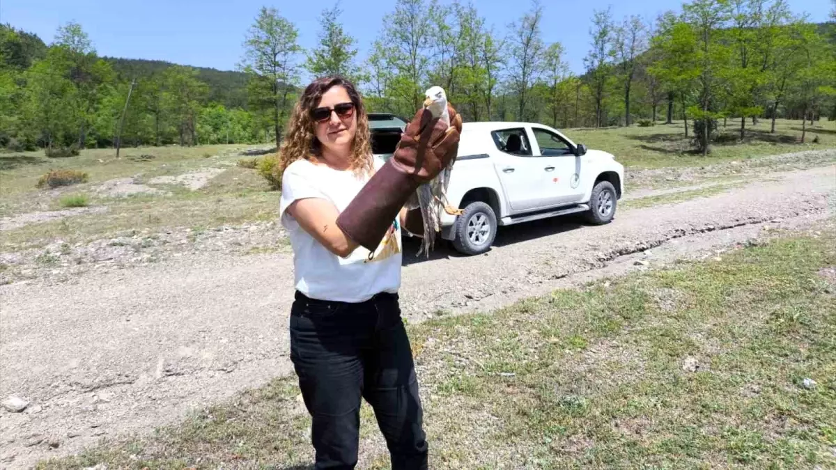 Kastamonu\'da Tedavi Gören Yaralı Hayvanlar Doğaya Salındı