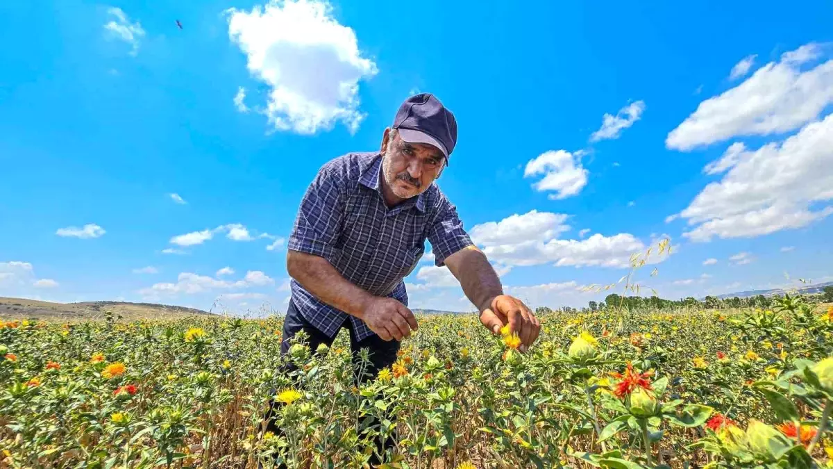 Tokat\'ta İlk Defa Aspir Çiçeği Üretimi Yapıldı