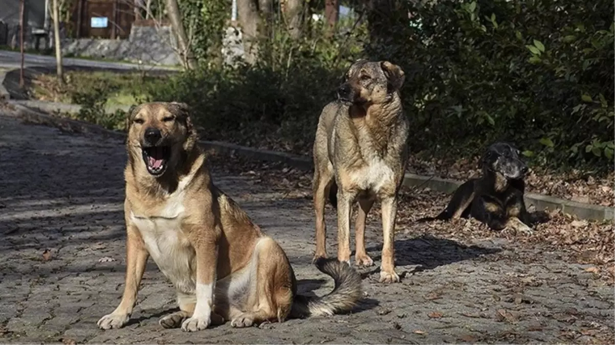 17 maddelik teklif TBMM Başkanlığı\'na sunuldu! Sahipsiz saldırgan köpekler uyutulacak