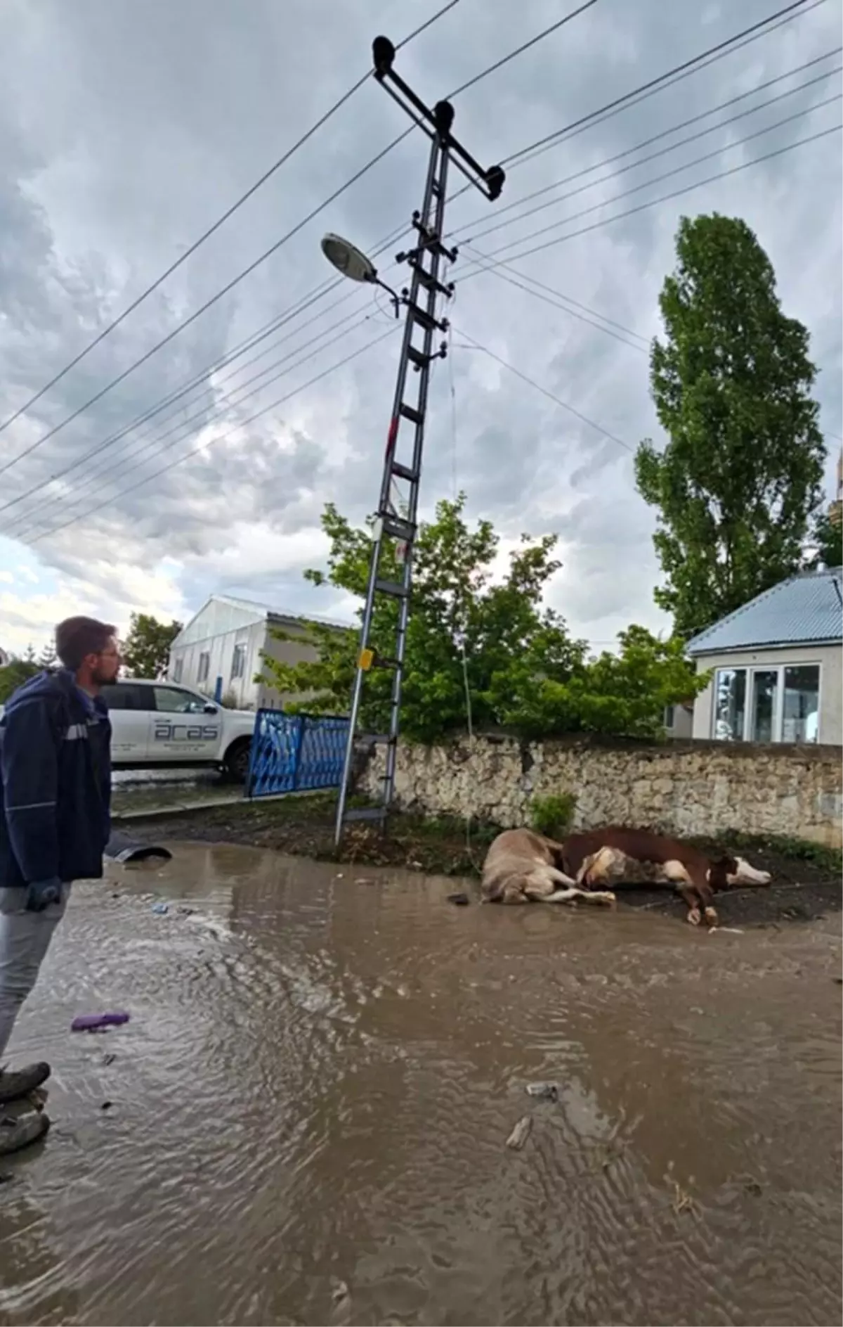 Kars\'ta Elektrik Teli Kopması Sonucu 2 Büyükbaş Hayvan Telef Oldu