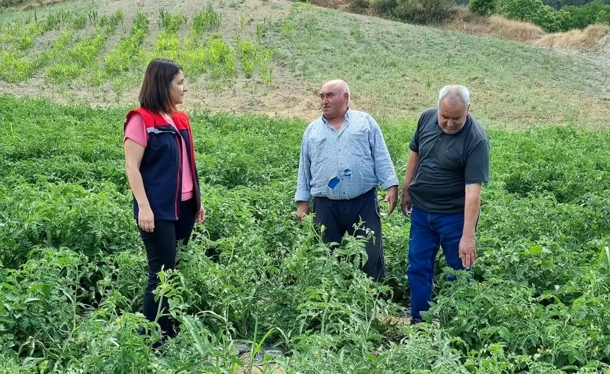 Aydın\'da Geçici Domates Üretimi Projesi Kapsamında Fideler Kontrol Edildi