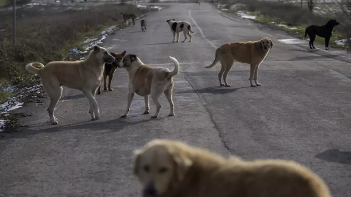 Sahipsiz köpek sorunu sizce nasıl çözülmeli?