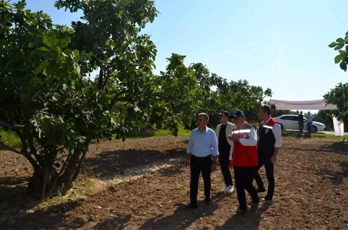 Aydın İnciri Üretim Merkezinde İncelemeler Yapıldı