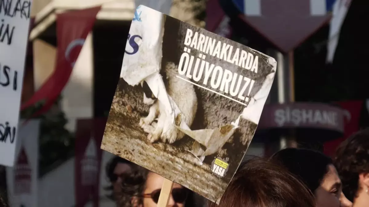 Hayvanseverler, sokak hayvanlarıyla ilgili yasa teklifini protesto etti