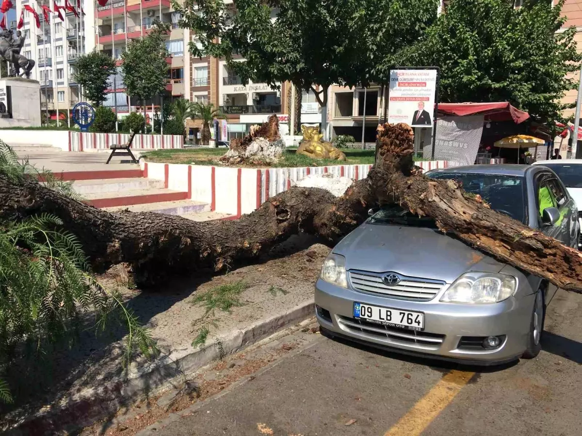 Aydın\'da ağaç otomobile zarar verdi