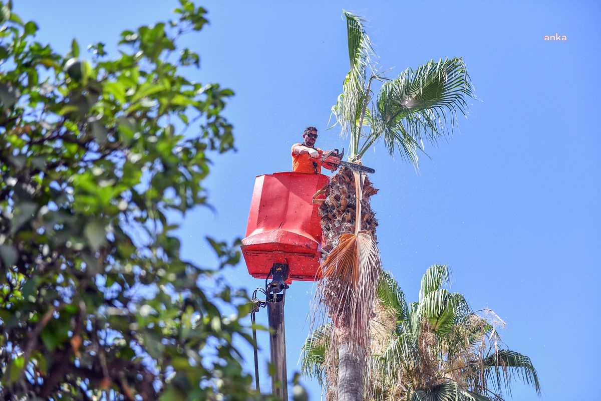 Mersin\'de Palmiye Ağaçlarına Budama Çalışması