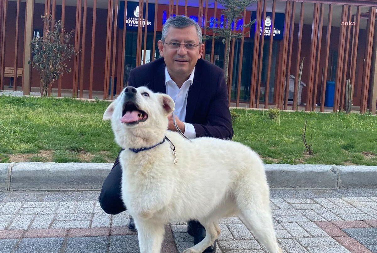 CHP Genel Başkanı Özgür Özel, Hayvanları Koruma Kanunu\'na tepki gösterdi