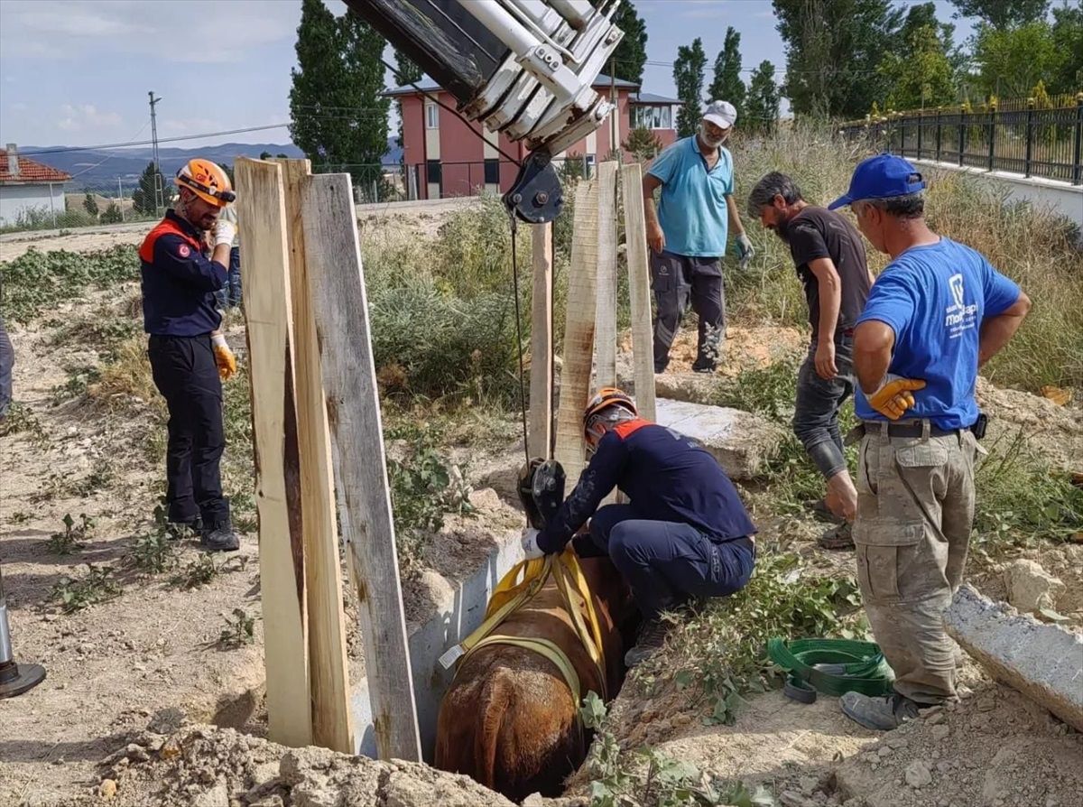 Sivas\'ta Menfezden Düşen İnek Kurtarıldı