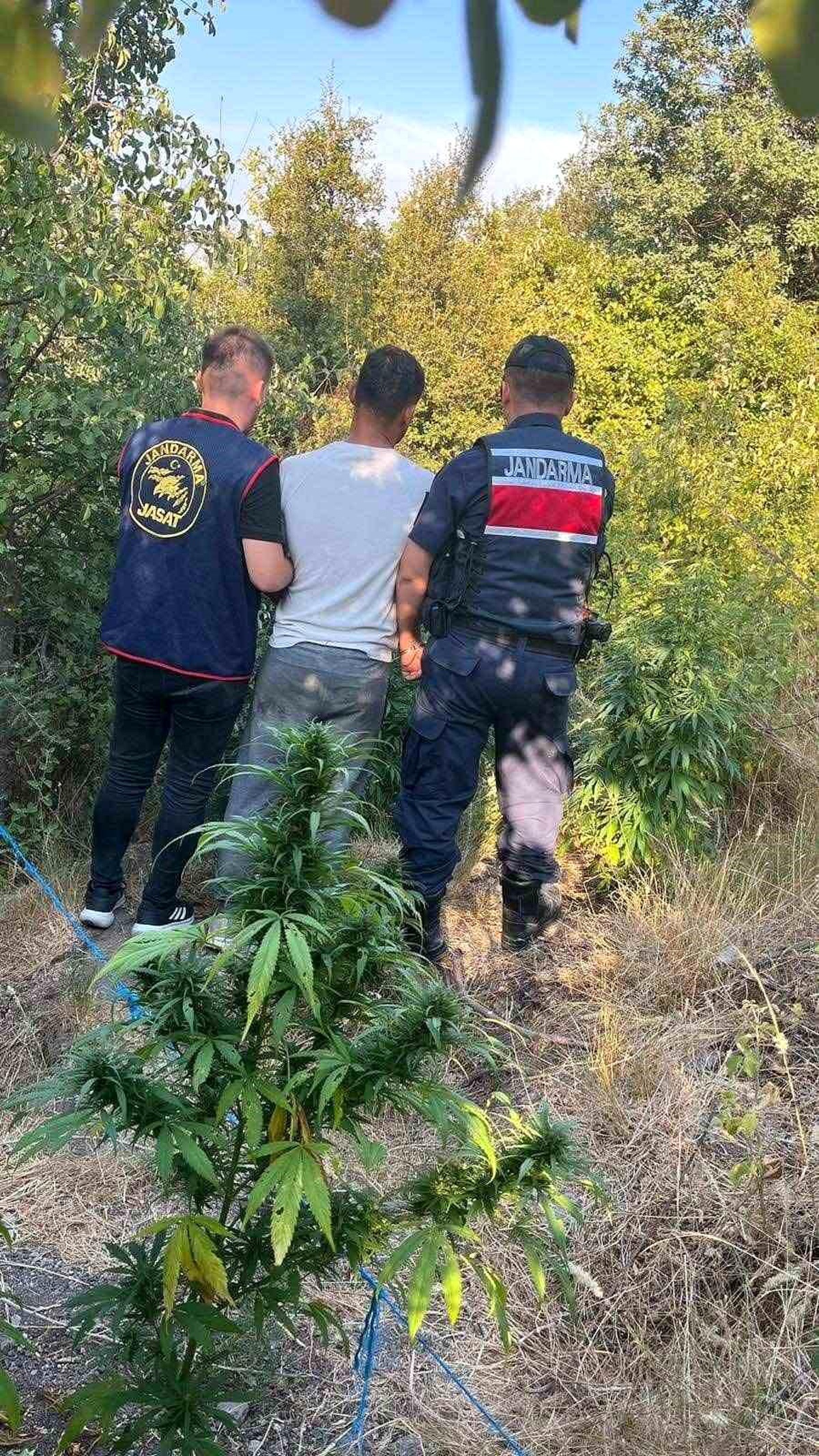 Aydın\'da yapılan operasyonda 18 kök hint keneviri ele geçirildi