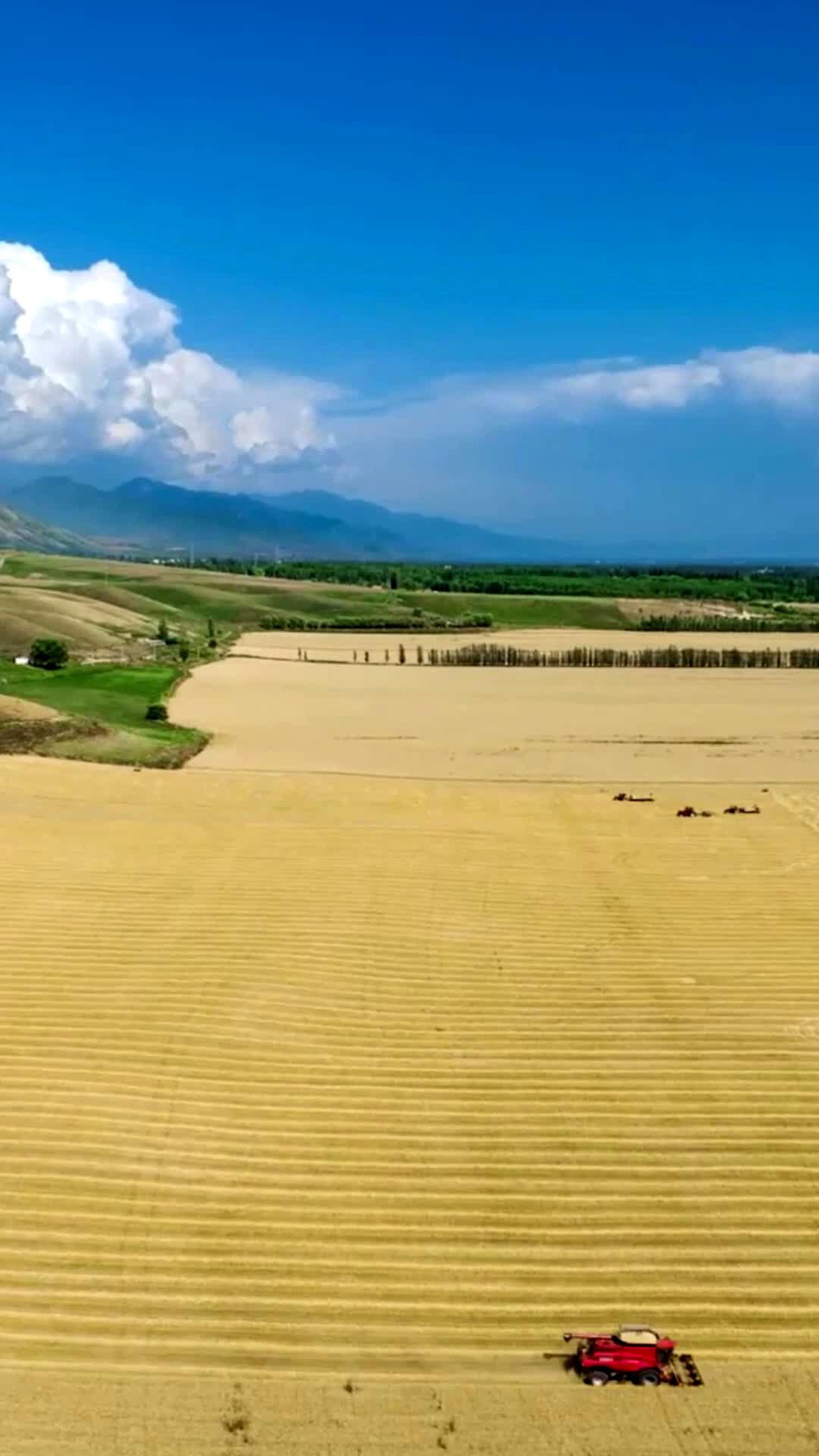 Çin\'in Xinjiang bölgesindeki yaz hasadından görüntüler