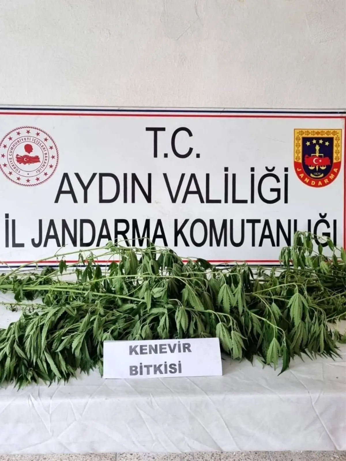 Aydın\'da Uyuşturucu Operasyonu: 5 Kişi Yakalandı, Kök Kenevir Ele Geçirildi