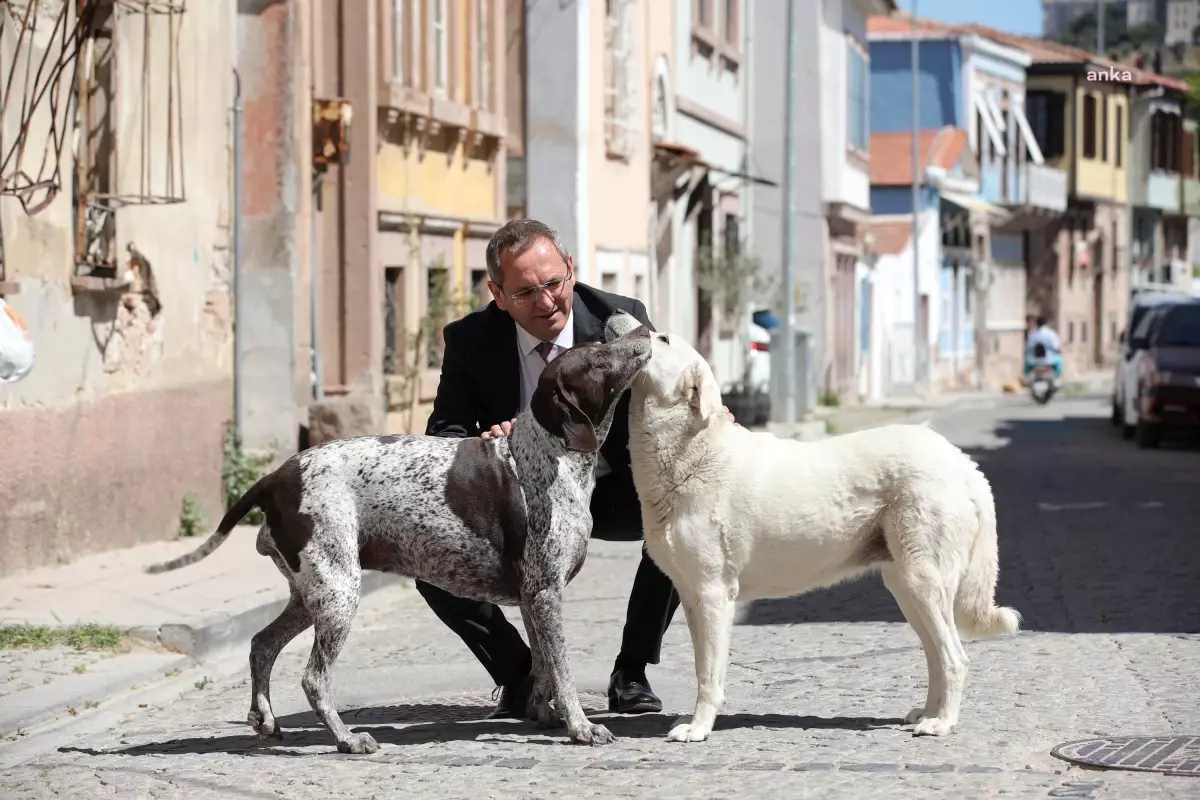 Ayvalık Belediye Başkanı: Sokak hayvanlarına yönelik kanun teklifi geri çekilmeli