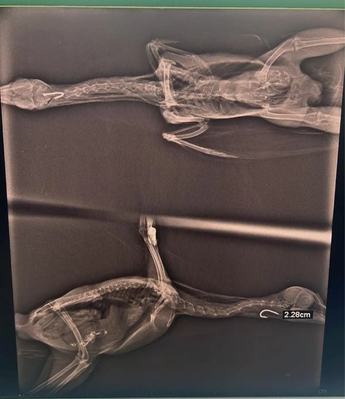 Efteni Gölü\'nde Yaralanan Saz Tavuğu Tedavi Edildi