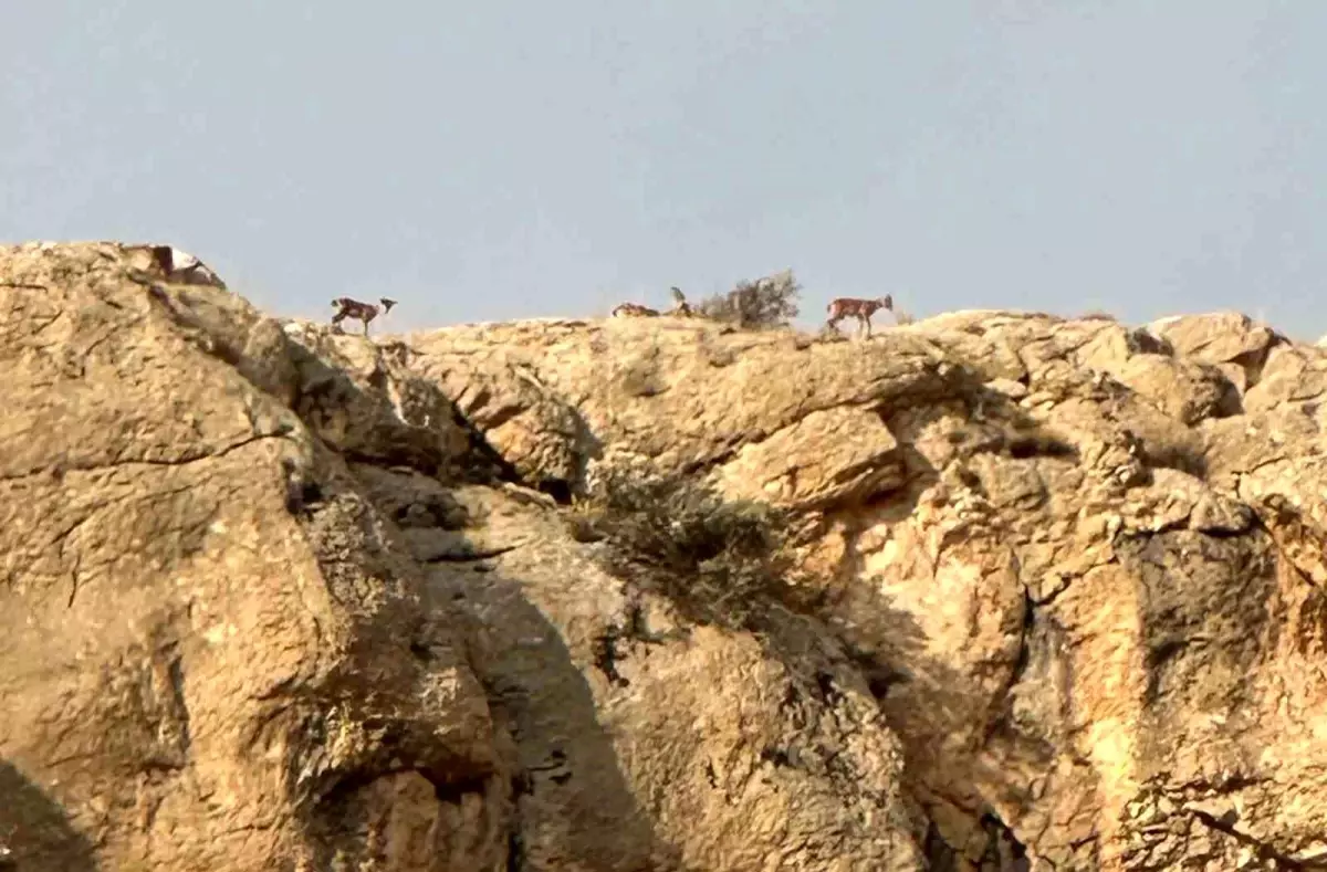 Malatya\'da Yaban Keçileri Sürü Halinde Görüntülendi