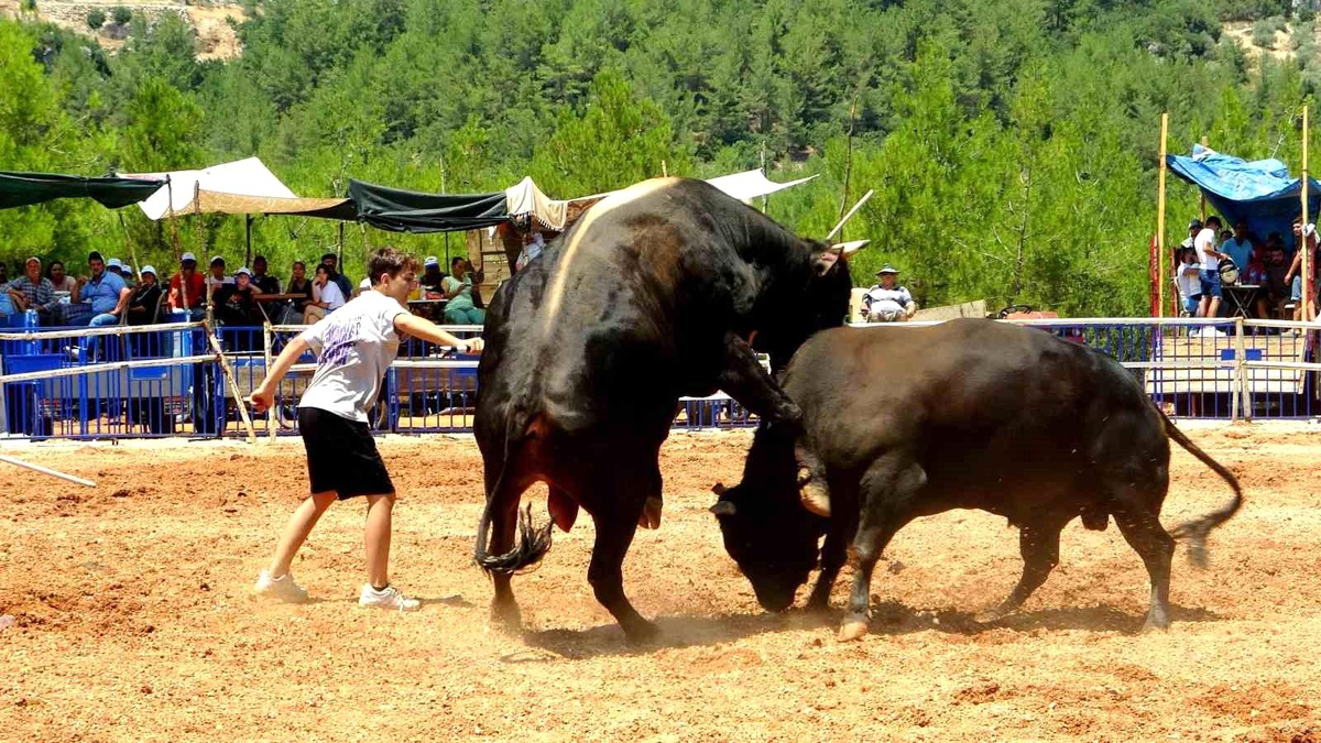 Muğla\'da düzenlenen boğa güreşi festivali büyük ilgi gördü