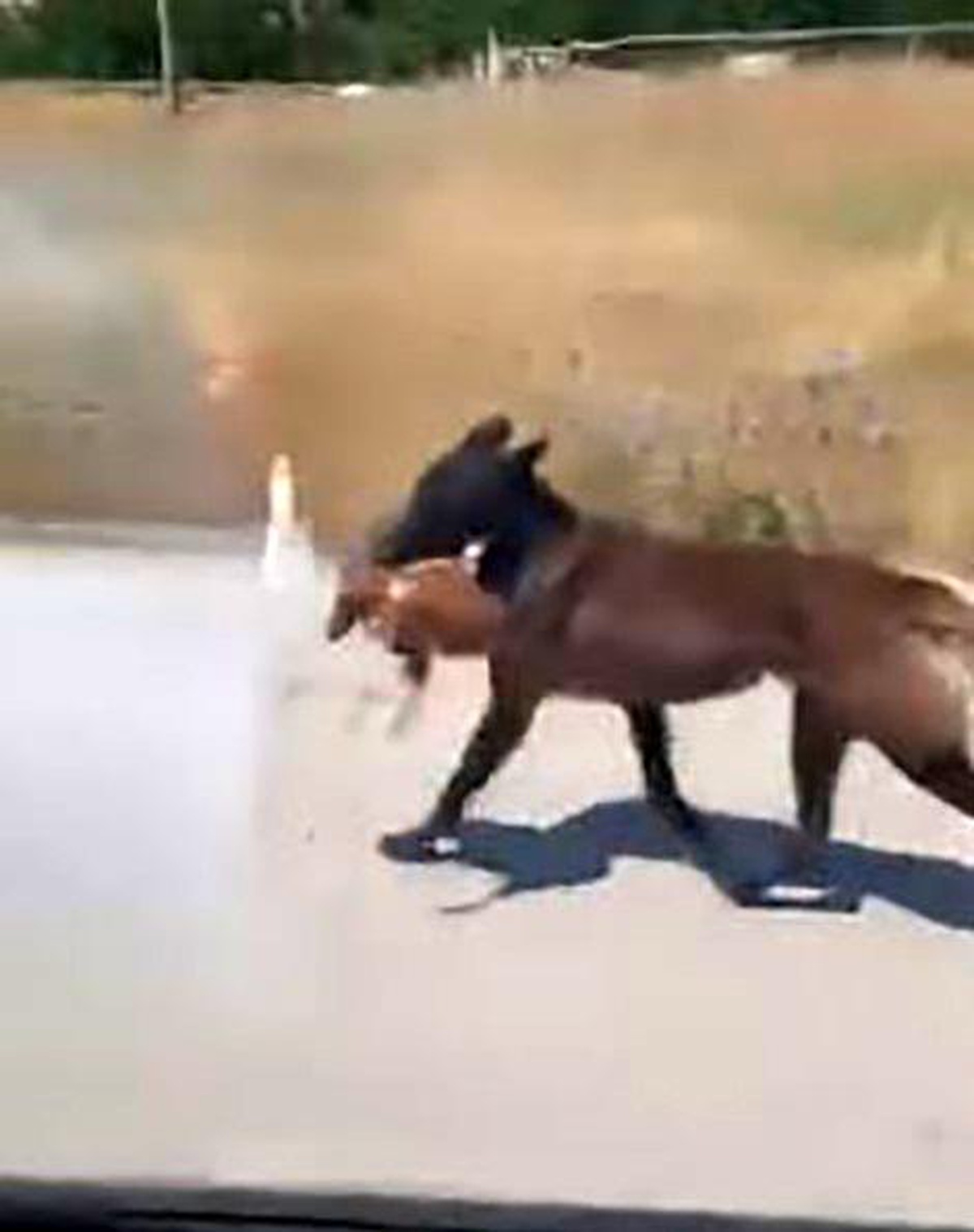 Elazığ\'da köpek evin bahçesine girerek tavuğu telef etti