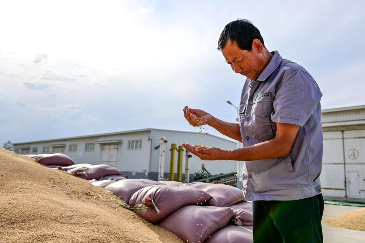 Xinjiang\'da Buğday Rekoltesi Rekor Kırdı