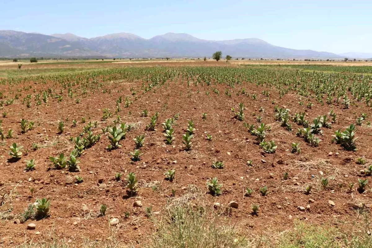 Denizli Barza Ovası Kuraklıkla Mücadele Ediyor