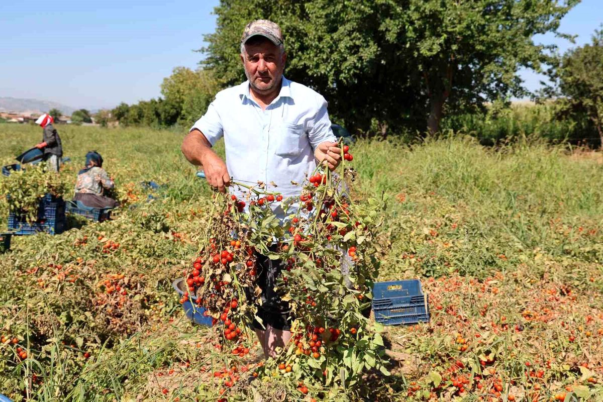 Aydın\'da Çeri Domates Üretimi Başladı
