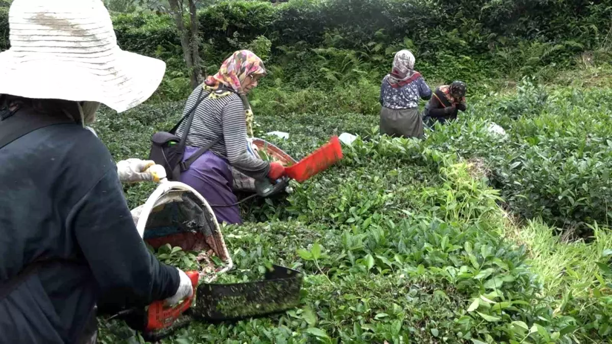 Rize\'de Mahalleli, Kanser Hastası Komşularının Çayını Topladı