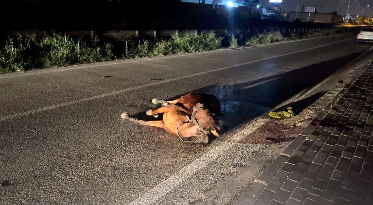 Bursa\'da Sürücü Başıboş Ata Çarptı ve Kaçtı