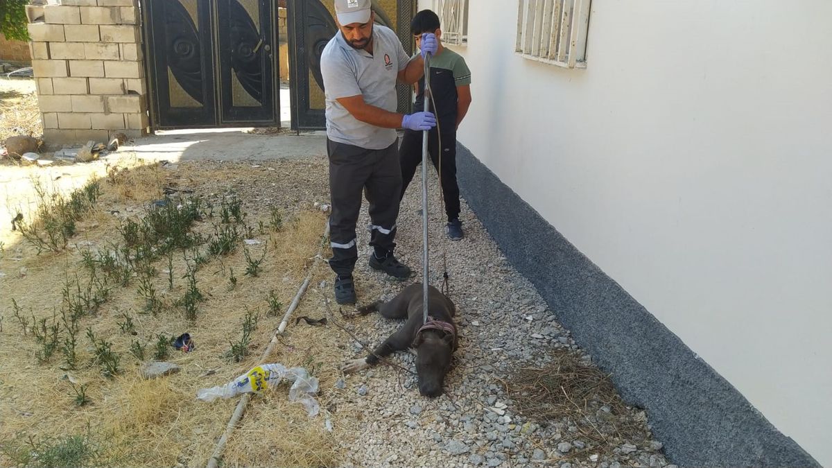 Müstakil evin bahçesine giren pitbull korku dolu anlar yaşattı