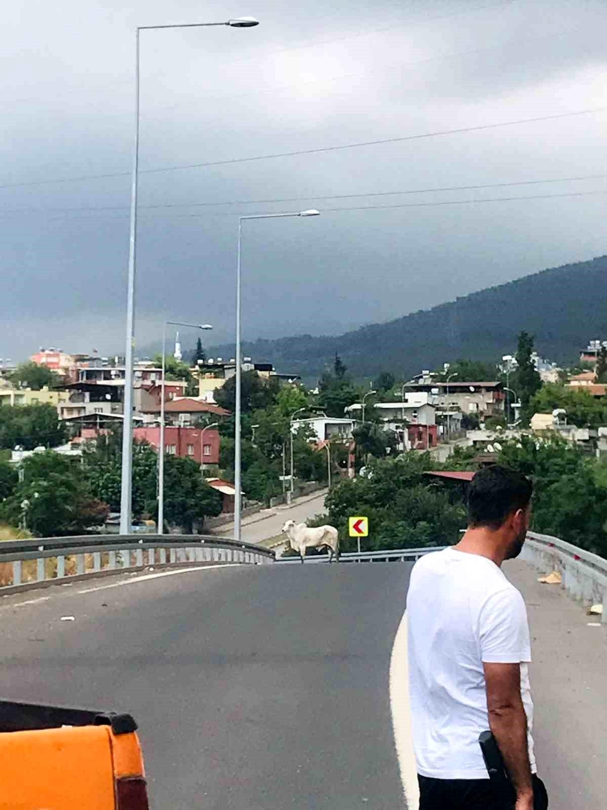 Hatay\'da Tırın Dorsesinden Kaçan Angus Yakalandı