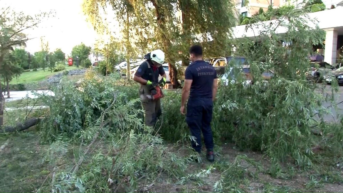 Ataşehir\'de çürüyen ağaç park halindeki otomobillerin üzerine devrildi