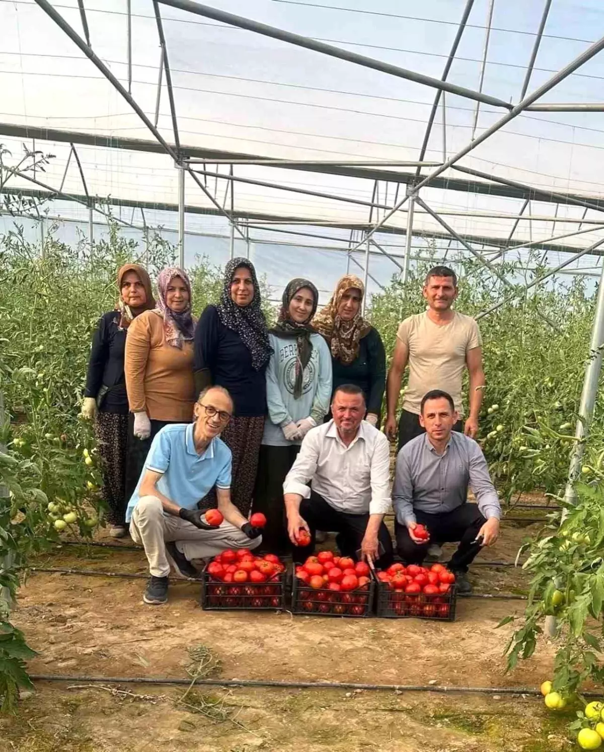 Çorum\'un Kargı ilçesinde serada ilk hasat yapıldı