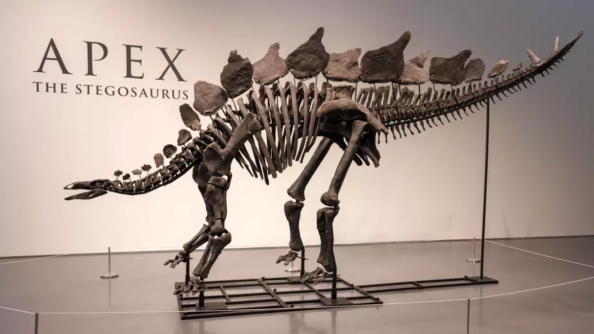 New York\'ta Büyük Bir Dinozor İskeleti Rekor Fiyata Satıldı