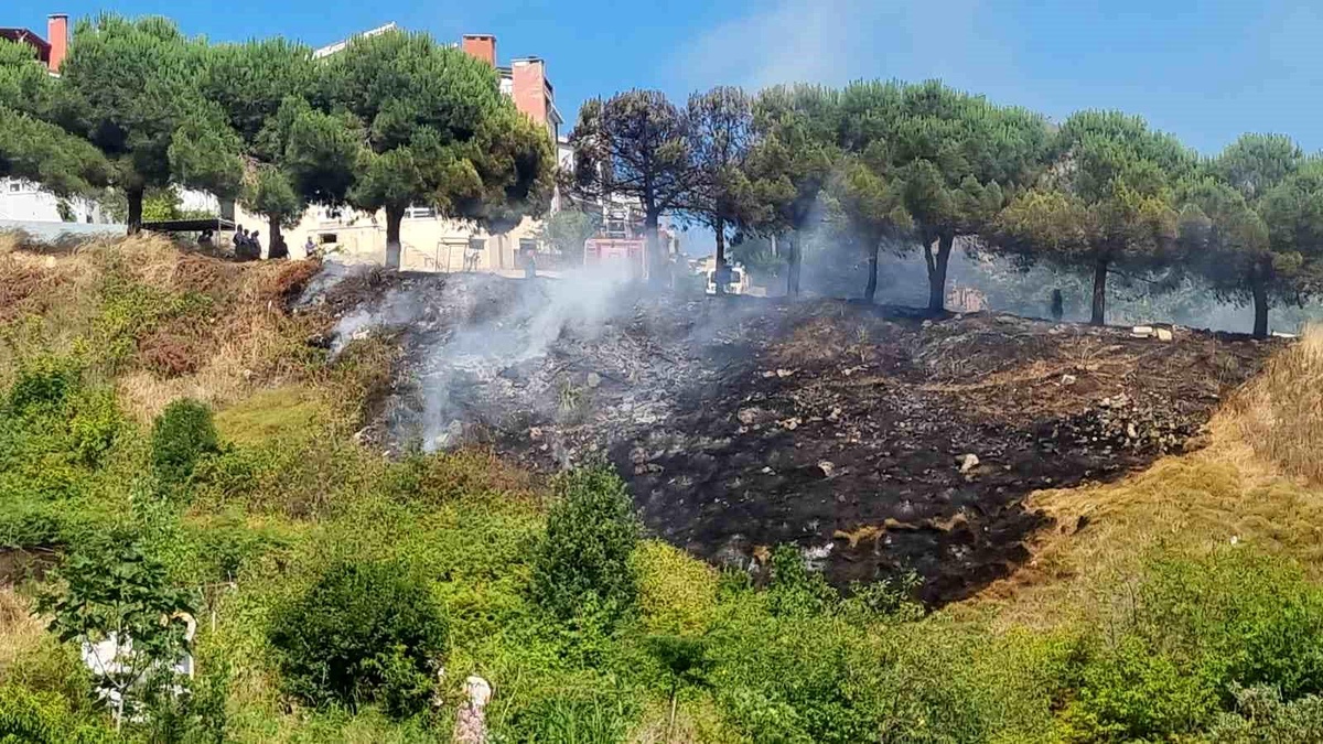 Sinop\'ta çam ağaçları ot yangınında zarar gördü