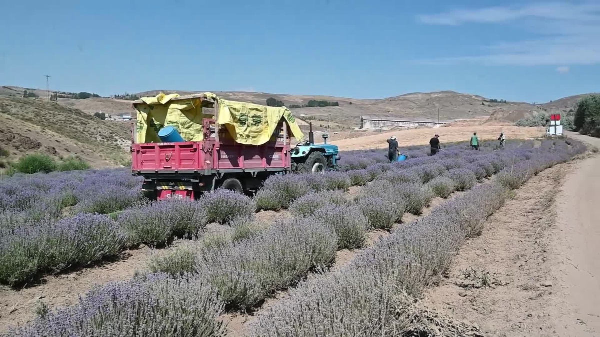 Yozgat\'ta Lavanta Üreticileri Pazar Bulmakta Zorlanıyor