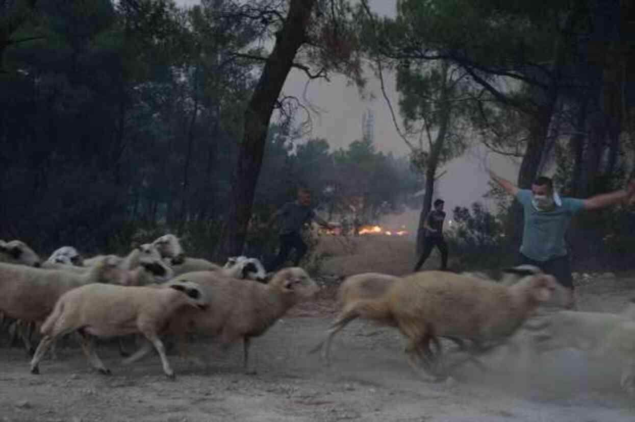 Alevler yerleşim yerlerine sıçramak üzereydi! İzmir'de 20 saattir süren orman yangını kontrol altına alındı