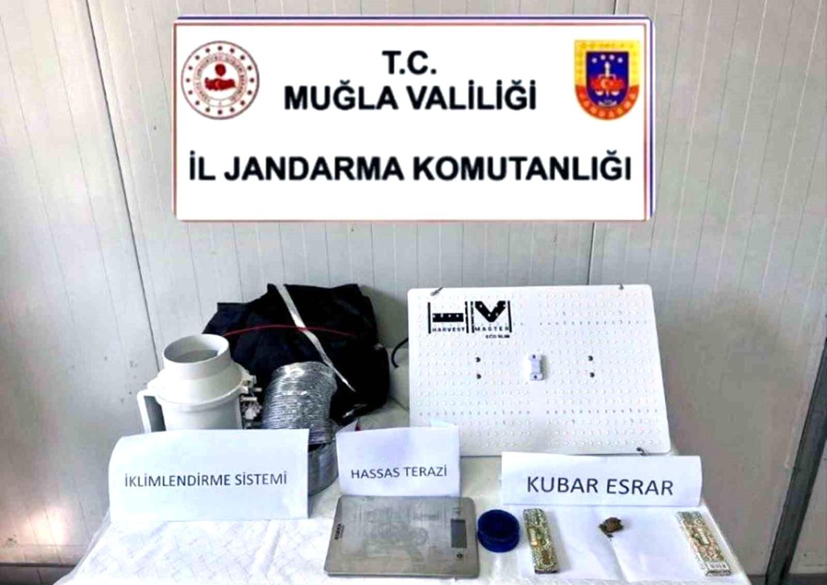 Muğla\'da Kenevir Yetiştiriciliği Operasyonu