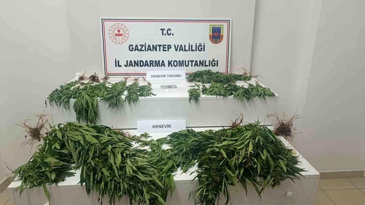 Gaziantep\'te Kenevir Operasyonu: 253 Kök Bitki ve 16 Tohum Ele Geçirildi